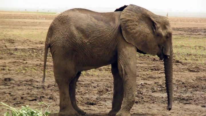 Mali : elephants in danger – Wildlife Angel