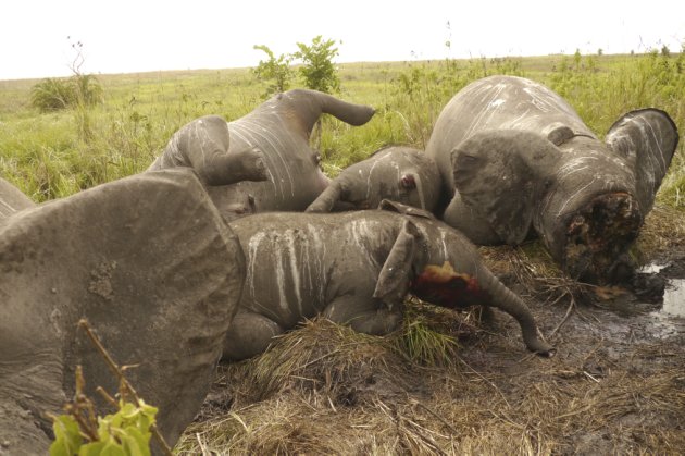 Les braconniers tuent souvent plusieurs éléphants d'un coup