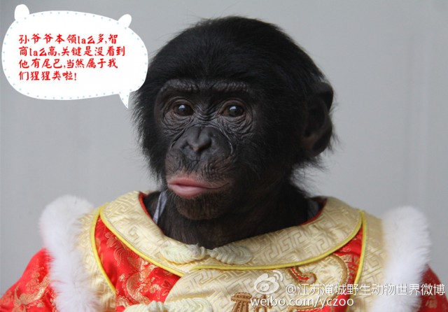 Bonobo-China-2016-WildlifeAngel