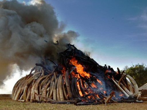 Kenya brûle l’ivoire