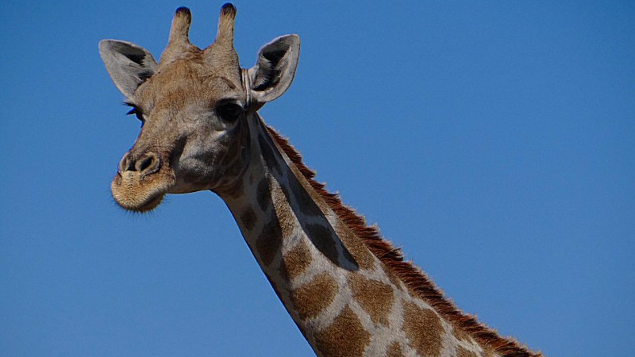Giraffes now listed as endangered species - Wildlife Angel