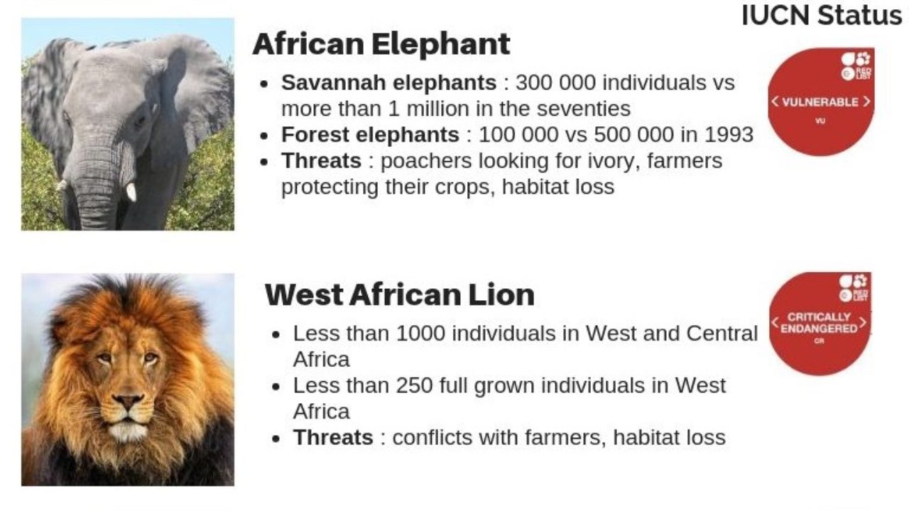 Infographic] Africa's Wildlife in Danger - Wildlife Angel