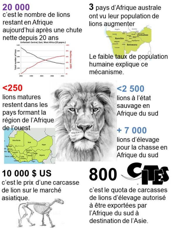 [Infographie] Les lions bientôt en danger d'extinction à l'état sauvage - Wildlife Angel