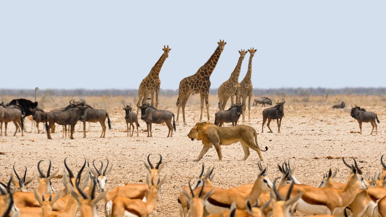 Wildlife Conservation In Africa What Management For Protected Areas