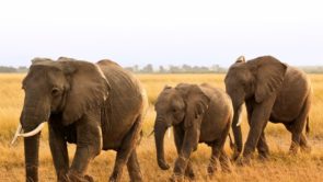 Kenya : la population d'éléphants a-t-elle vraiment doublé ? - Wildlife Angel